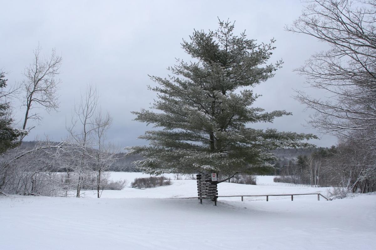 Winter scene with a pine tree in a snowy field looking towards West Lake in Sandisfield