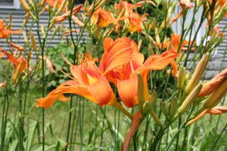 Tiger Lily in Sandisfield