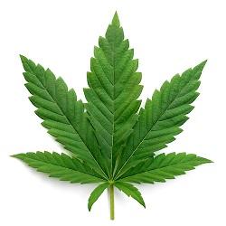 Image of a Marijuana leaf for the Sandisfield Cannabis Bylaws Survey