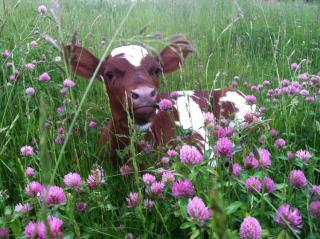 Calf in field at Joshua's Farm in Sandisfield 