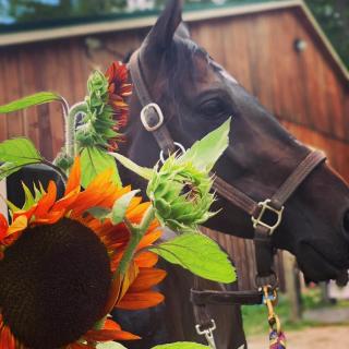 Sunny Rose Farm in Sandisfield