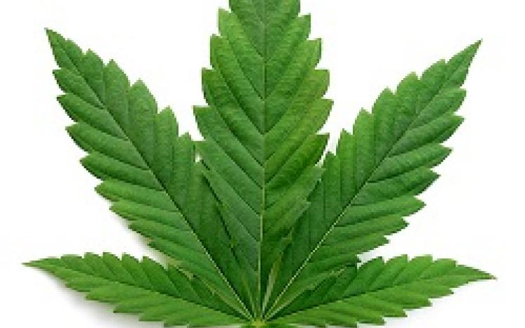 Image of a Marijuana leaf for the Sandisfield Cannabis Bylaws Survey