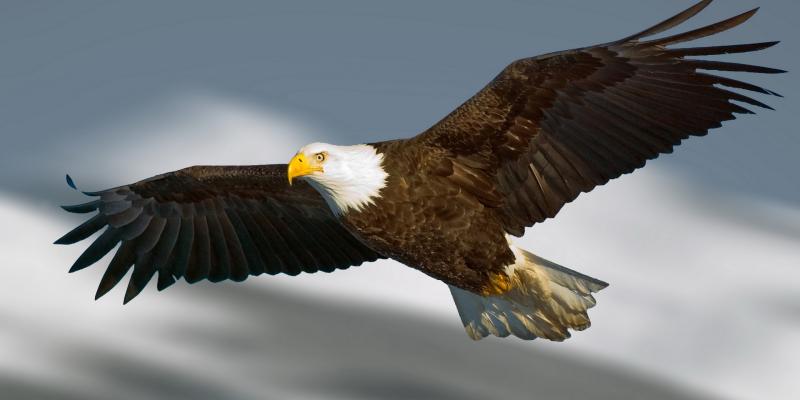 eagle